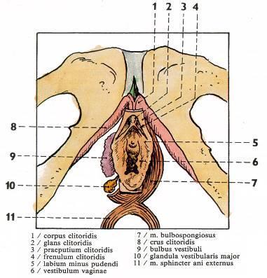 Žlázy a topořivá tělesa glandulae vestibulares majores Bartholini párové, velikosti hrachu zdola v membrana perinei tuboalveolární a mucinózní glandulae