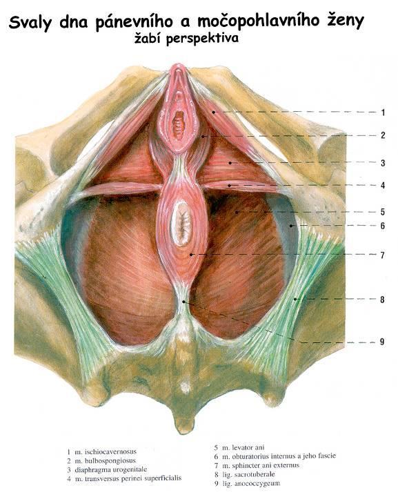 m. bulbospongiosus m.