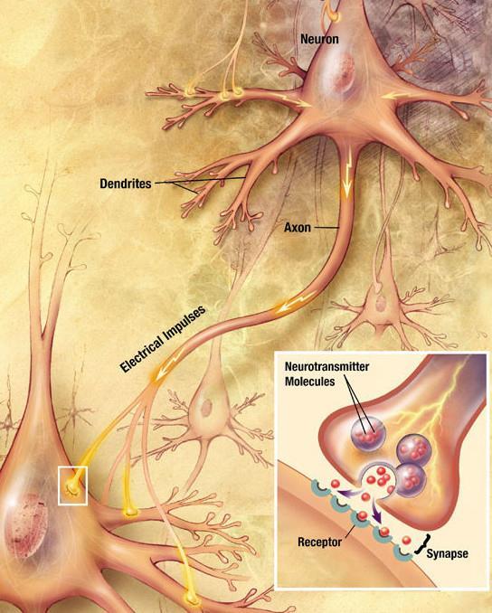 1 Mozek 1.1 Neuron a přenos impulzu Základní jednotkou nervového systému je neuron. Z buněčného těla této specializované nervové buňky vyčnívá různý počet výběžků.