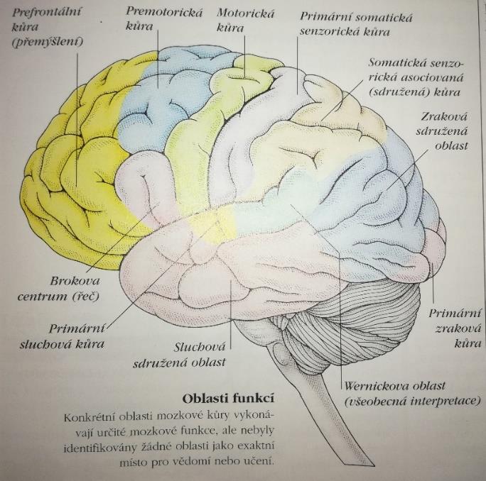 1.2 Mozek Mozek umístěný v lebce obsahuje okolo 12 bilionů neuronů.