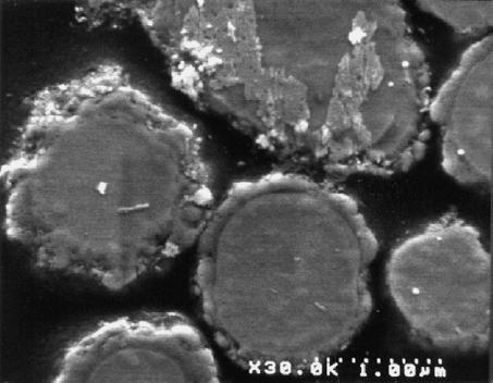 Magnetorheological fluid durability test Iron analysis.