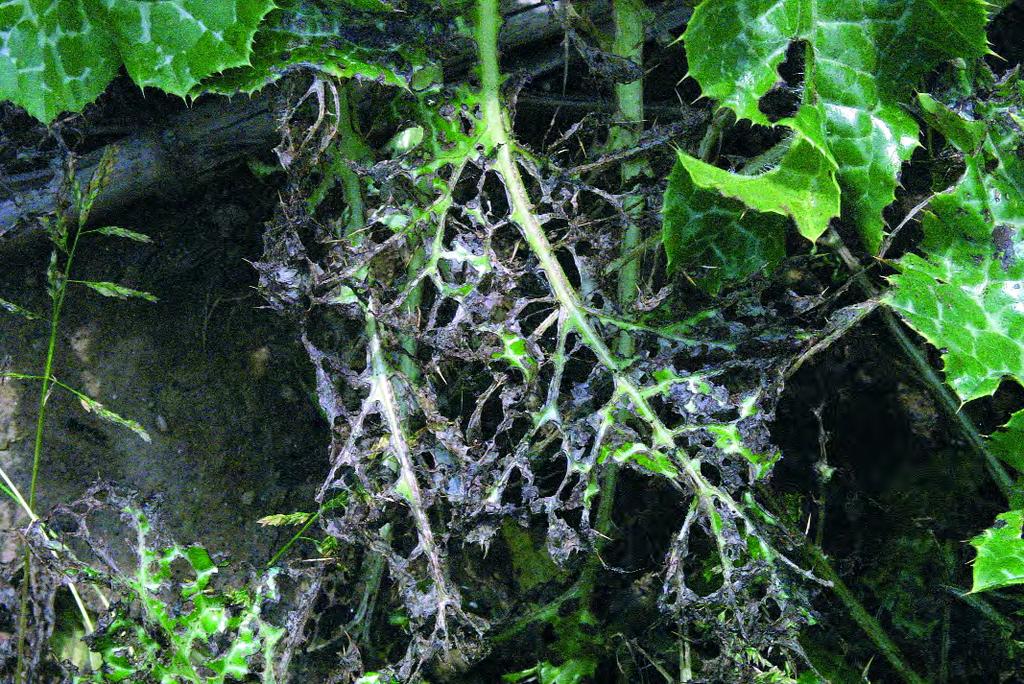 Biologická regulace: VyuÏiti biologické regulace v souãasné dobû není moïné.