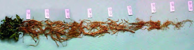 3 Listová rûïice pcháãe F 4 >> Podíl fertilních