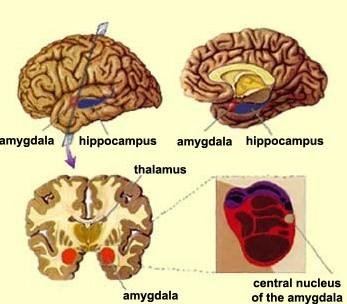 (prefrontální, limbická, parieto-okcipitálně-temporální) tj. v kůře, která spojuje zrakové, sluchové a somatické informace.