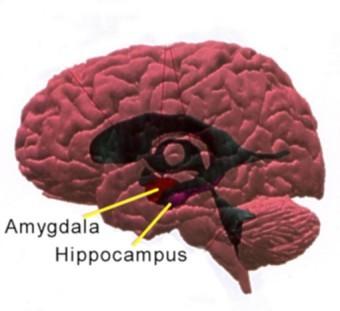 [2Kalinová, [cit 08-26]] Entorhinální kůra Její funkce je dvojí, vstupují skrze ní informace z polymodální kůry do hipokampu (perforant pathway) a vystupují z ní informace z hipokampu (nejčasnější