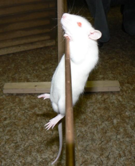 Každý experimentální den strávil každý potkan chovaný v obohaceném prostředí v rotátoru dobu pěti minut.