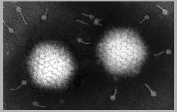 Lassa) Arteriviridae (Artevirus: Equine arteritis