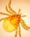 Tick-borne encephalitis virus Flaviviridae viry klíšťové encefalitidy východního typu (Ural, Sibiř; až 30% letální) viry klíšťové encefalitidy západního typu (Evropa) Rezervoár: drobní