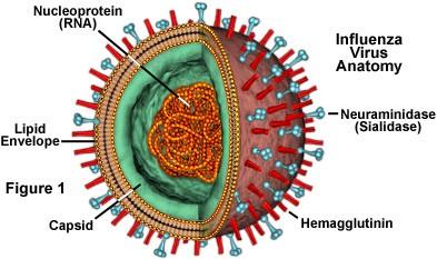 Virus chřipky A http://micro.magnet.