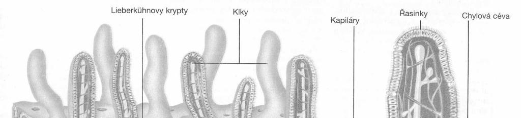 STAVBA TENKÉHO STŘEVA sliznice je