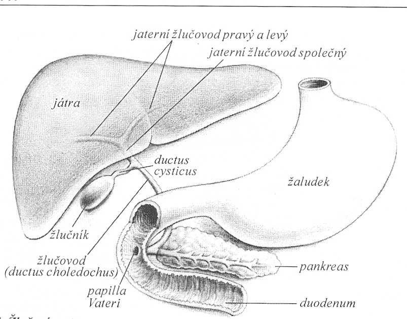 PANKREAS A ŽLUČNÍK žlázy, které nejsou přímou součástí trávicí trubice, ale