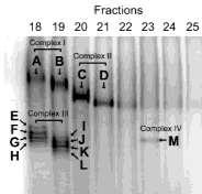 chains) Prx I peroxiredoxin I Prx II peroxiredoxin II PPI -