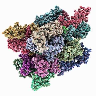 ANALÝZA PROTEINOVÝCH KOMPLEXŮ Afinitní purifikace komplexů s pomocí protilátky tagované proteiny QUICK- SILAC+RNAi knock-down