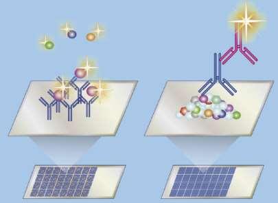 Proteinové čipy - Protein arrays Protilátky Rekombinantní (izolované) proteiny Proteiny syntetizované in situ Možnosti studia exprese (přítomnosti), fosforylací a