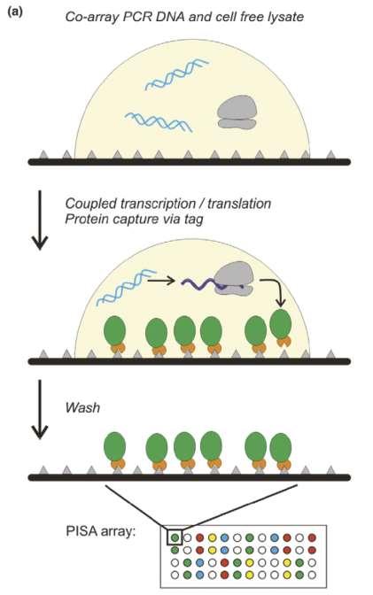 PISA ARRAY Protein