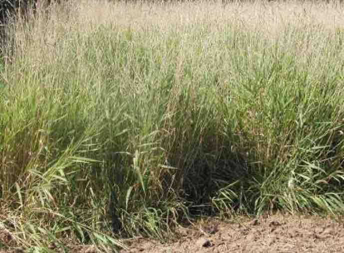 Lesknice rákosovitá (Phalaris arundinacea) stav porostu