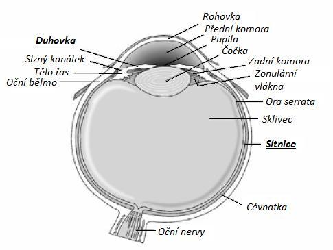 UTB ve Zlíně, Fakulta aplikované informatiky, 2014 29 někdy nazývaná téţ jako panenka a druhou je oční sítnice, které je umístěna uvnitř oka, je tedy pouhým pohledem nepozorovatelná.