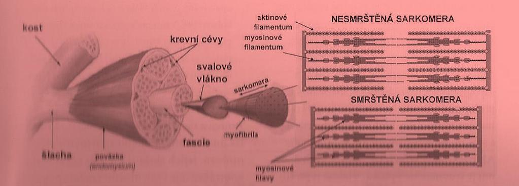 3 POHYBOVÝ SYSTÉM či fyzickém úsilí. Člověk je udržován ve vzpřímené poloze díky kostře, jejíž hlavním posláním je držet pohromadě a být oporou pro zbytek organismu.