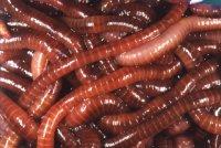 Divize hodnocení rizik Ekotoxikologie půdy hodnocení biodostupnosti a osudu kontaminantů v půdách - důsledky pro účinky na půdní biotu, metody studia biodostupnosti, výzkum časových aspektů