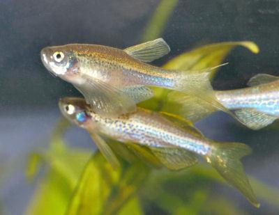 Využívá in vitro molekulárně biologické a biochemické metody a in vivo experimenty se zástupci organismů na různých úrovních potravního řetězce (producenti, konzumenti, destruenti).