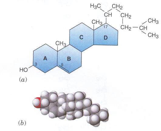 LIPIDY Cholesterol Obrázek. 1. P evzato z Textbook of Biochemistry T.M. Devlin a kol, 2006. Cholesterol (obrázek.1) stanovujeme celkový suma cholesterolu a jeho ester.