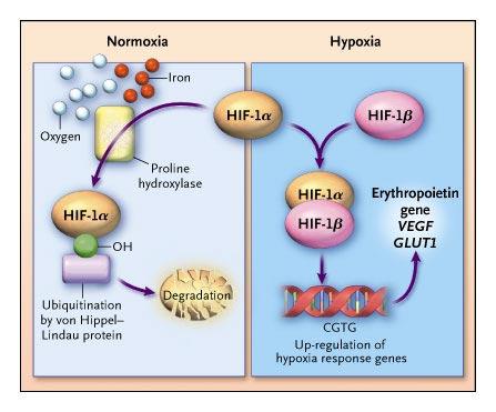 3. difuse plyů do krve Normálě ~ 21 ml O 2 /mmhg/mi, 3x Roztažeí plic hypervetilací -> povrch alveolů Relativí růst plic Plicí