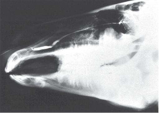11:Šikmá projekce (zdroj Equine Ophthalmology 3th