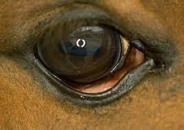 Obr.21:Entropium (zdroj Equine