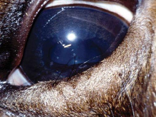 24:Ektropium(zdroj Equine