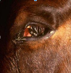 30:Exophthalmus (zdroj Equine Ophthalmology 3th Edition) Ftíza oční koule - zmenšený, svraštělý bulbus, k němuž došlo následkem nejrůznějších patologických procesů oka.