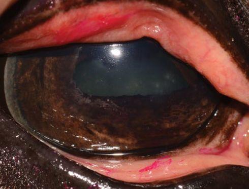 Obr:37:Fluoresceinový test (zdroj Equine Ophthalmology 3th Edition) Obr.