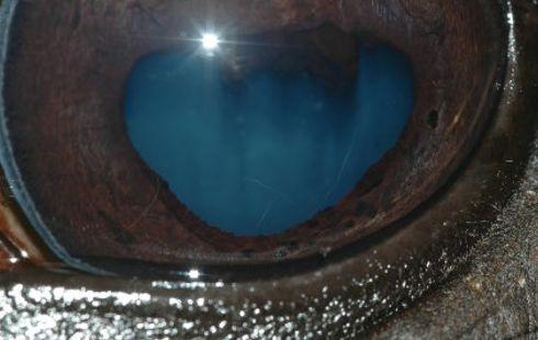 42:Kolobom duhovky(zdroj Equine Ophthalmology 3th Edition) Obr.