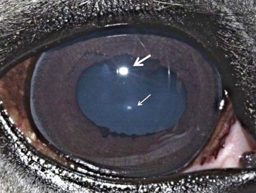 Obr.48:Purkyně-Sansonovy obrázky (zdroj Veterinární oftalmologie) Jednoduchým