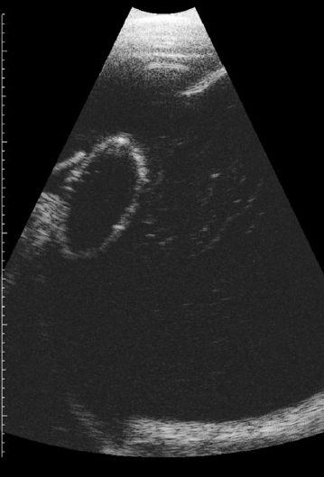 Equine Ophthalmology 3th