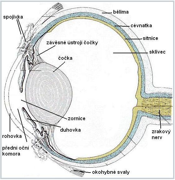 Obr.3:Anatomie oka(zdroj