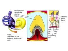 Vestibulární aparát Polokruhovité kanálky- cristae