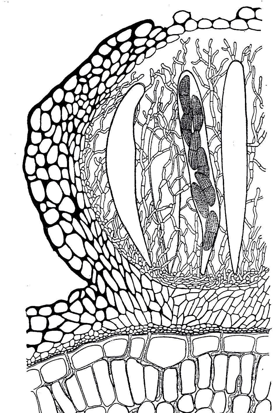perithecioidní askostroma