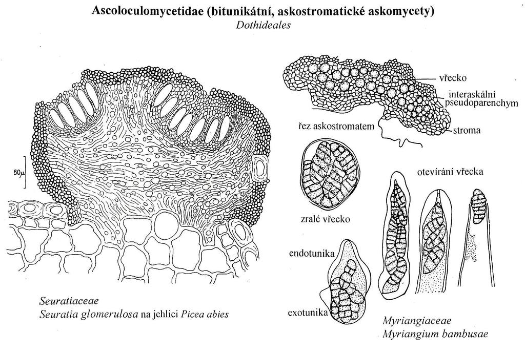 askostroma -