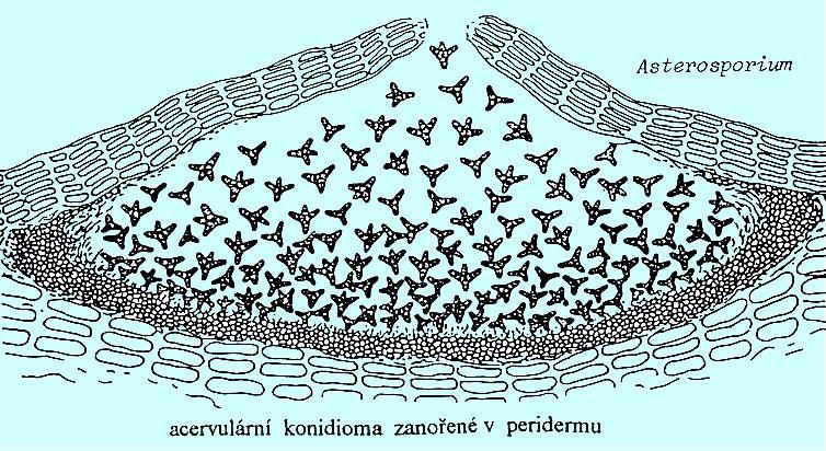 Konidioma specializovaný multihyfální útvar (struktura), na které (nebo uvnitř které) se tvoří