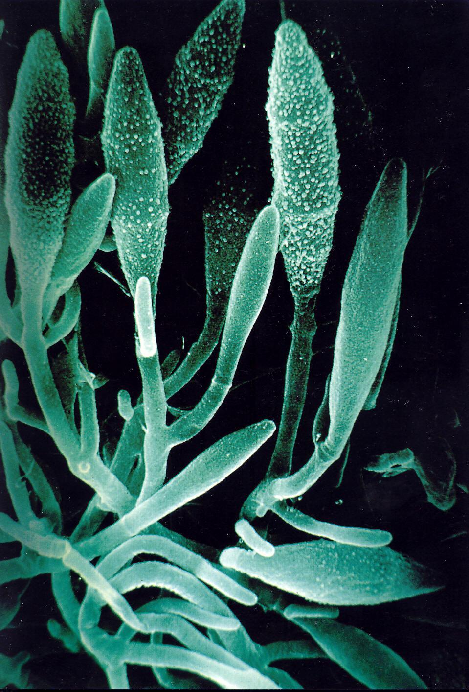 Microsporum