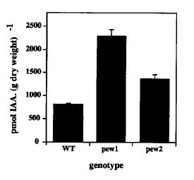 SFZR 10 Tabák: mutanti pew1 a pew2 defekt v syntéze chromoforu Arabidopsis: mutant