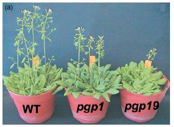 Cassete; transmembránové glykoproteinové transportéry;
