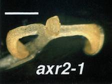 (2000) Plant Physiol 123: 563-573 Gain-of-function mutant axr2/iaa7 ukazuje ve tmě fenotyp rostlin,