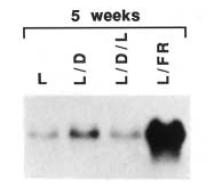 SFZR 26 Transkripční faktor ATHB2 Exprese ATHB-2 je indukována nízkým R:FR prostřednictvím phyb a phye. Antisense rostliny athb-2: Carabelli M et al.