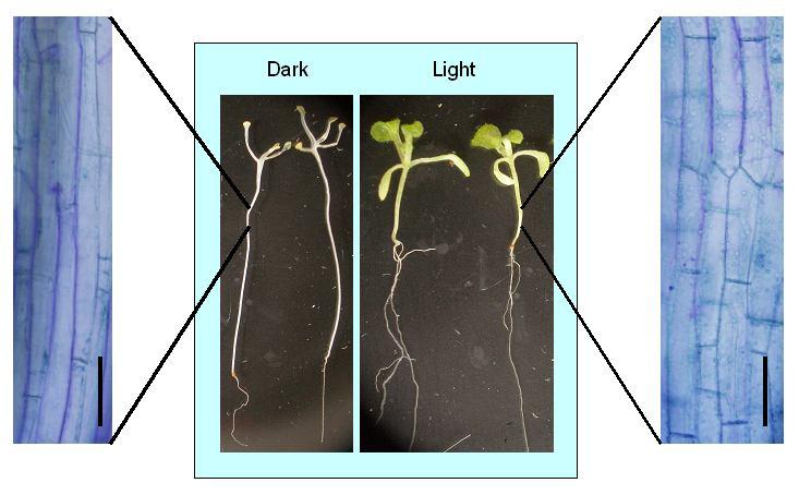 SFZR 6 Auxin Světlo Prodlužování