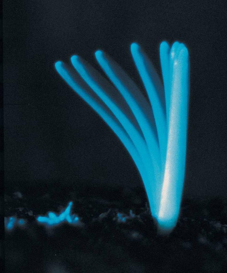 SFZR 7 Auxinem indukované prodlužování během fototropismu ~ 180 minut Auxinový gradient