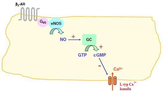 Obr. 2: Signalizace β 3 -AR v kardiomyocytech.