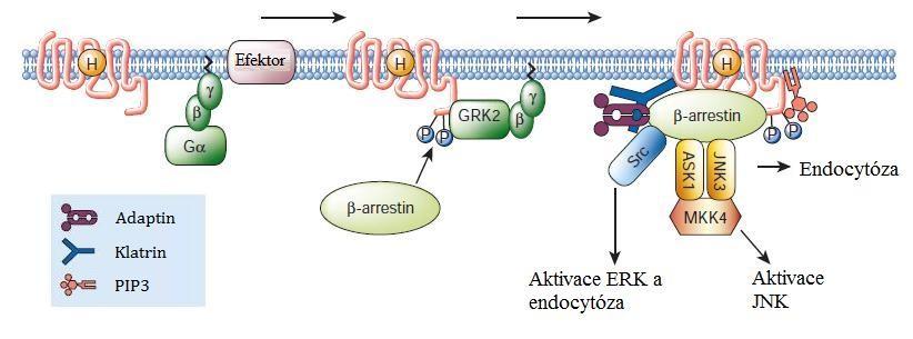 s G-proteinem. Dalším krokem je endocytóza receptoru pomocí váčků. Tomuto procesu se říká internalizace. Receptor pak může být defosforylován a recyklován [33].