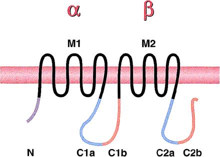 inhibičních G-proteinů mohou OR interagovat s rodinu G q/11 a s G-proteinem necitlivým k PTX - G z [52, 53]. Prostřednictvím těchto proteinů mohou OR modulovat mnoho efektorových systémů.