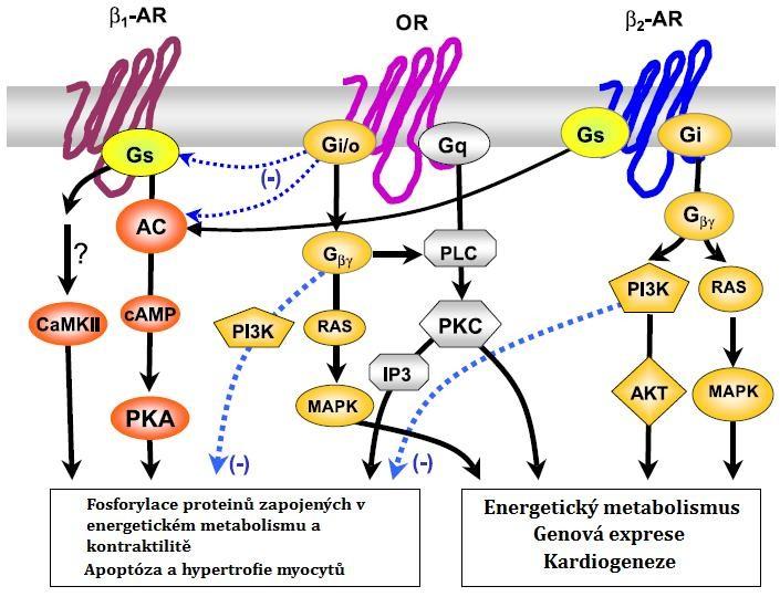 Obr. 6: Signalizace OR, β-ar, a jejich vzájemné ovlivnění.